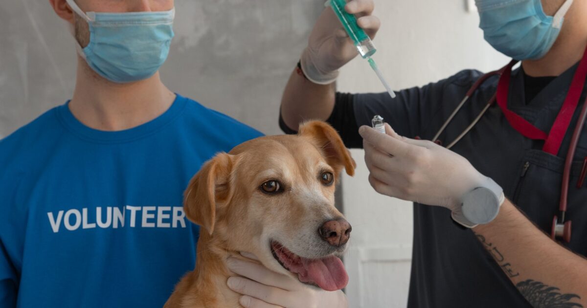 Vacinação em cães: calendário completo e doenças prevenidas