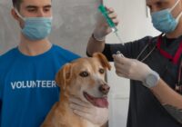 Vacinação em cães: calendário completo e doenças prevenidas