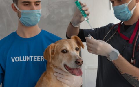 Vacinação em cães: calendário completo e doenças prevenidas