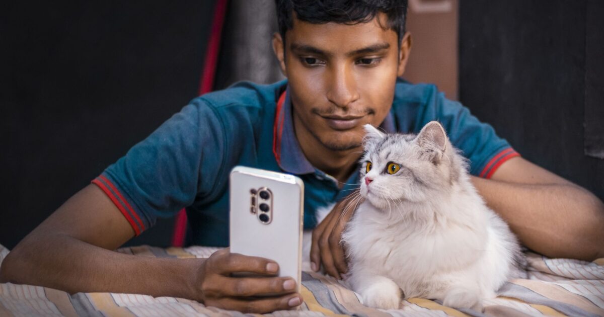 Os gatos mais compartilhados da internet e por que amamos tanto