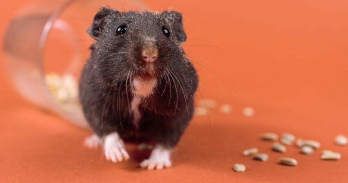 Doenças respiratórias em hamsters: o que você precisa saber