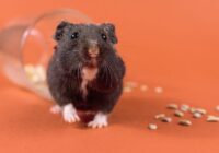 Doenças respiratórias em hamsters: o que você precisa saber