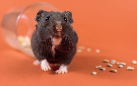 Doenças respiratórias em hamsters: o que você precisa saber