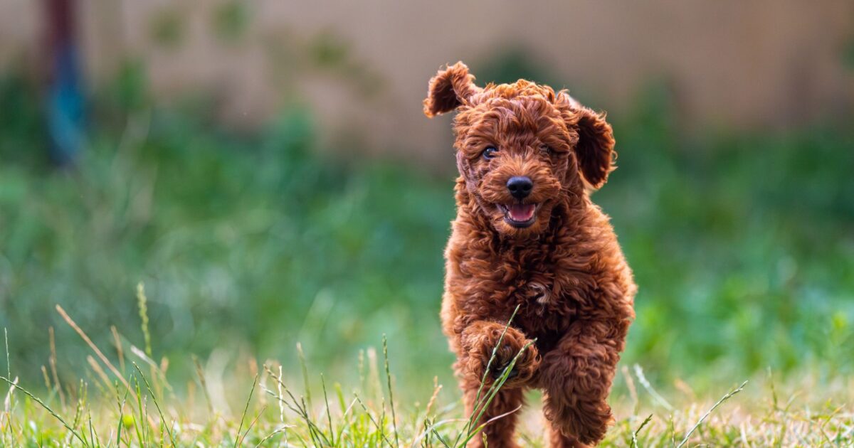 Pets que parecem brinquedos: raças que parecem de pelúcia