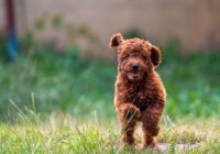 Adorable brown poodle puppy joyfully running on green grass in a sunny backyard.