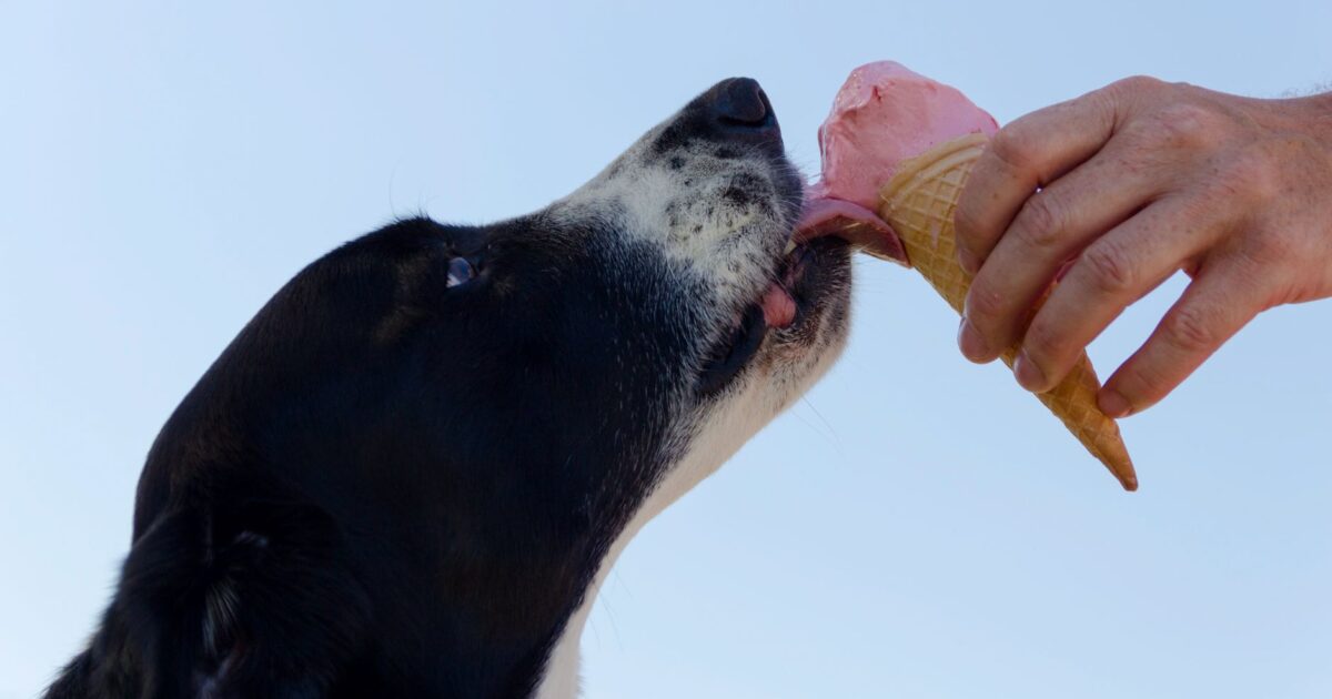 Adestramento de cães em casa: técnicas que realmente funcionam
