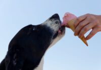 Adestramento de cães em casa: técnicas que realmente funcionam