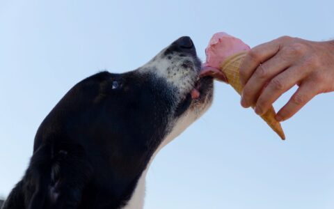 Adestramento de cães em casa: técnicas que realmente funcionam