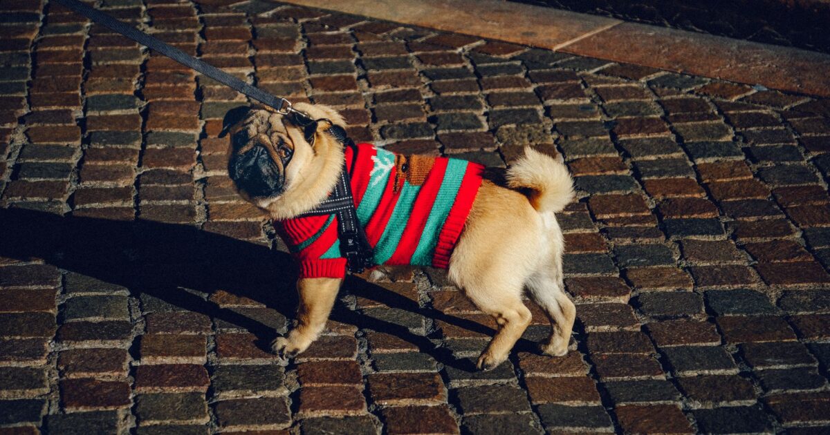 Roupinhas para pets: moda ou necessidade? A ciência responde