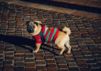 Roupinhas para pets: moda ou necessidade? A ciência responde