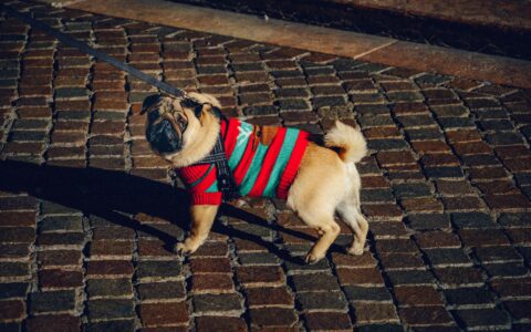 Roupinhas para pets: moda ou necessidade? A ciência responde