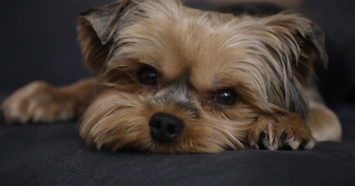 Yorkshire Terrier: pequeno em tamanho, grande em personalidade