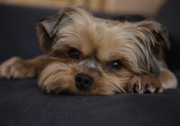 Yorkshire Terrier: pequeno em tamanho, grande em personalidade