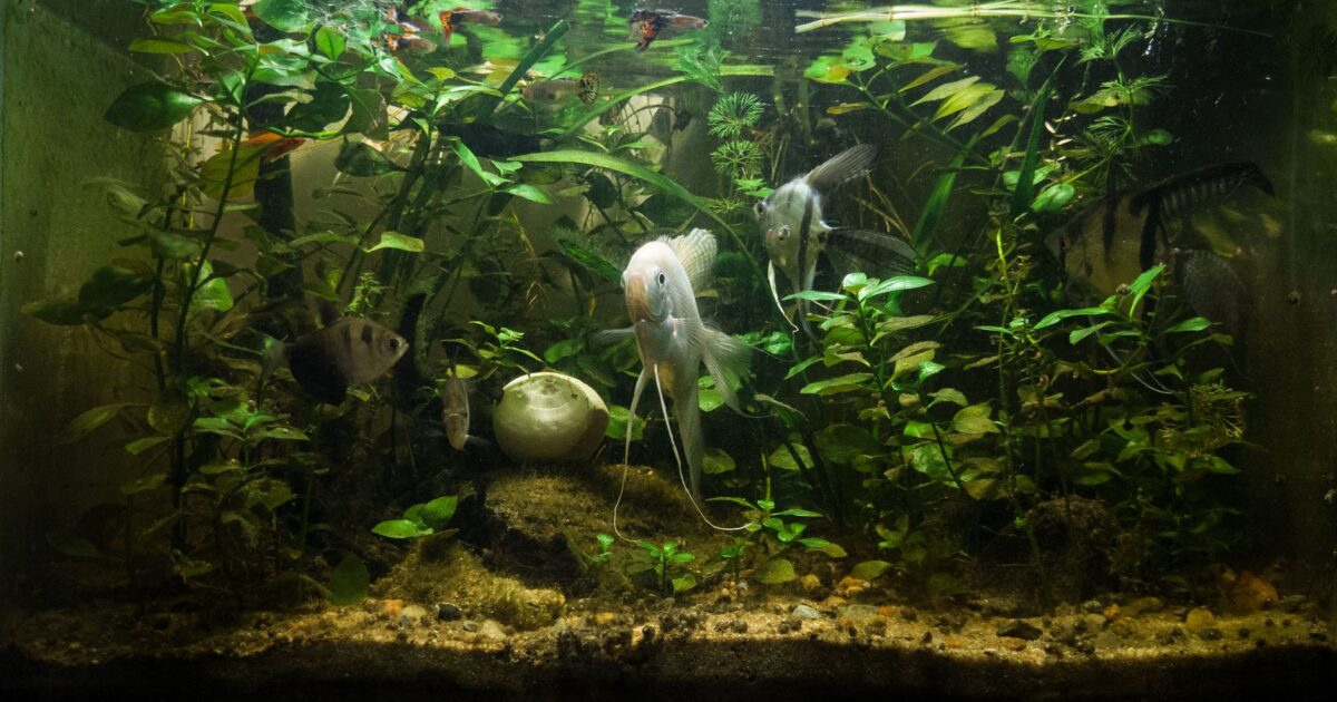 Aquário sem peixe? Tendência camarões e plantas aquáticas