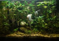 Aquário sem peixe? Tendência camarões e plantas aquáticas