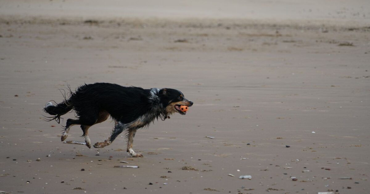 Border Collie: a raça mais inteligente e como cuidar