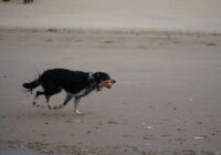 Border Collie: a raça mais inteligente e como cuidar