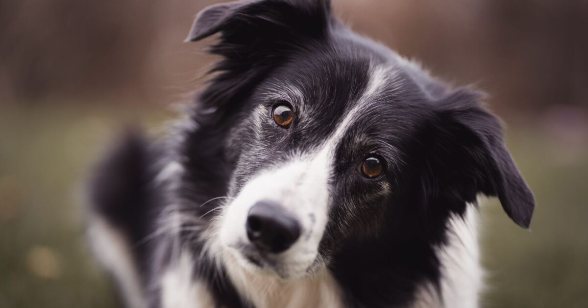 Os animais mais inteligentes que você pode ter como pet