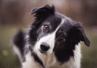 Os animais mais inteligentes que você pode ter como pet