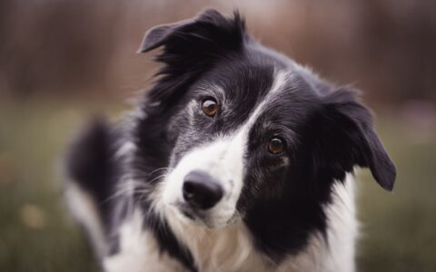 Os animais mais inteligentes que você pode ter como pet