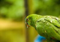 Papagaio-verdadeiro: a espécie mais inteligente como pet