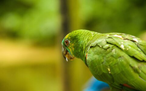 Papagaio-verdadeiro: a espécie mais inteligente como pet