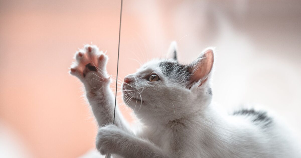 Enriquecimento ambiental para gatos: ideias práticas e baratas