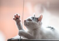 Enriquecimento ambiental para gatos: ideias práticas e baratas