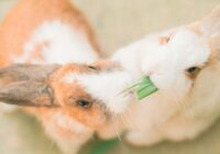 Linguagem corporal dos coelhos: o que eles estão comunicando