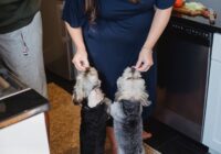 Vacinação em cães: calendário completo e doenças prevenidas