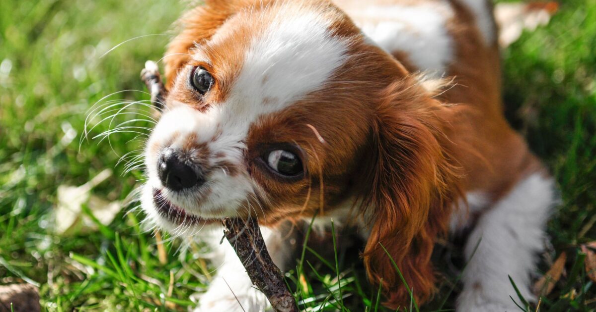 Parvovírus em cães: o que é e como proteger seu pet