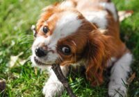 Parvovírus em cães: o que é e como proteger seu pet
