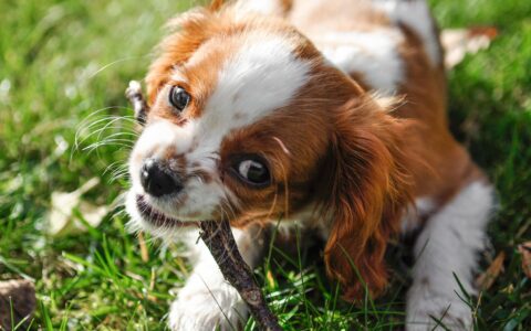 Parvovírus em cães: o que é e como proteger seu pet
