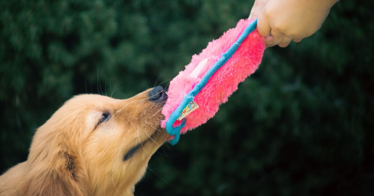 Melhores raças de cães para famílias com crianças pequenas