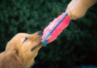 Melhores raças de cães para famílias com crianças pequenas
