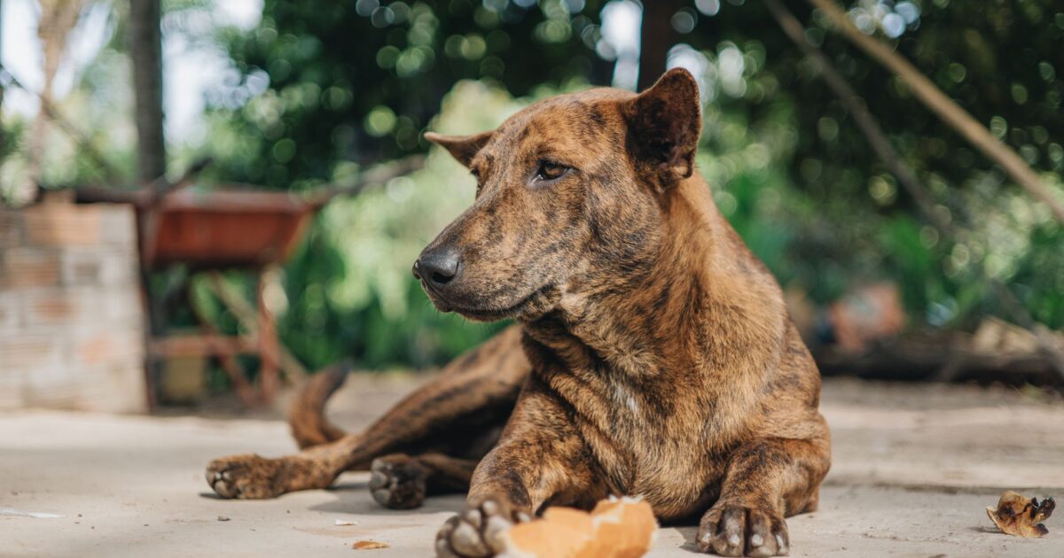 Ansiedade de separação em cães: como identificar e tratar