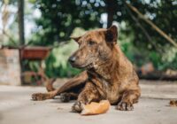 Ansiedade de separação em cães: como identificar e tratar