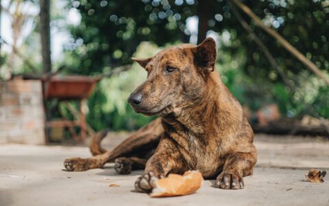 Ansiedade de separação em cães: como identificar e tratar