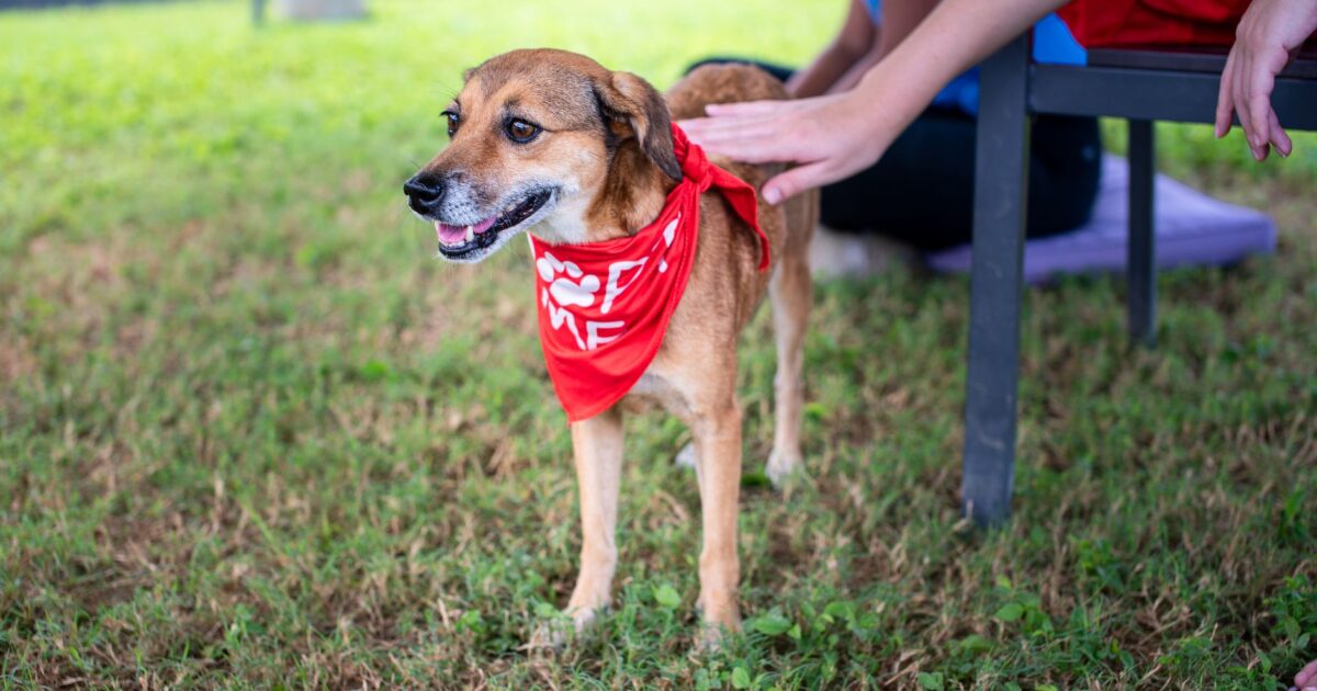 Verminose em cães: sintomas, tratamento e prevenção