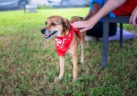 Heartwarming image of a rescue dog being petted in a Trinidad park, promoting adoption.