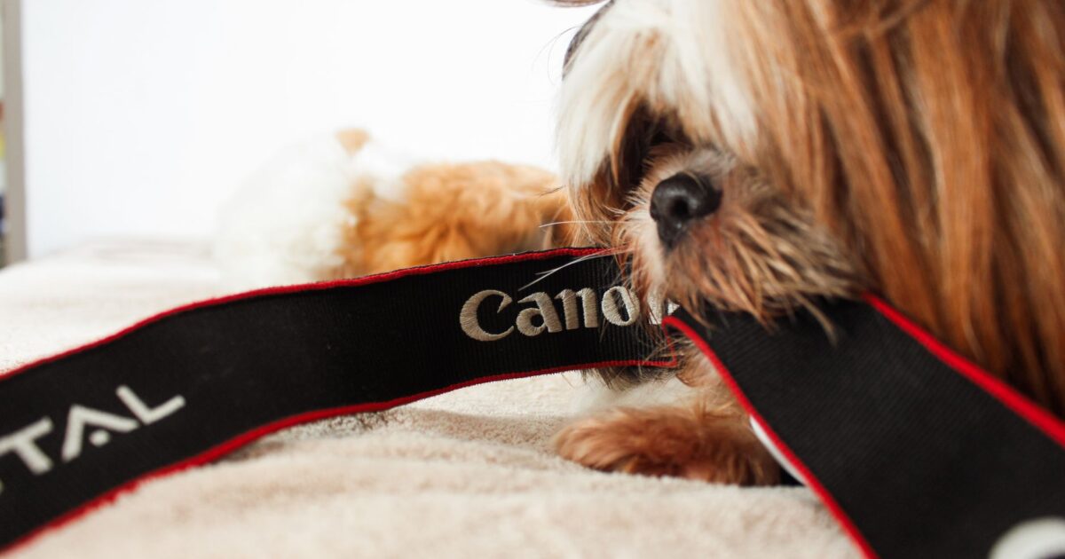 Pets e redes sociais: como criar um perfil de sucesso