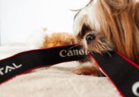 Pets e redes sociais: como criar um perfil de sucesso