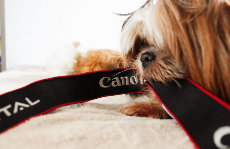 Pets e redes sociais: como criar um perfil de sucesso