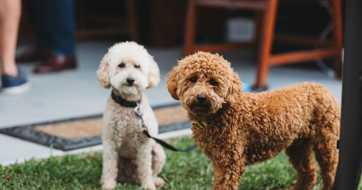 Poodle: os 4 tamanhos e o que diferencia cada um