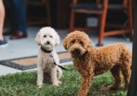 Poodle: os 4 tamanhos e o que diferencia cada um