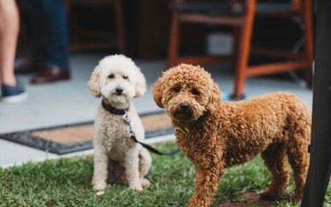 Poodle: os 4 tamanhos e o que diferencia cada um