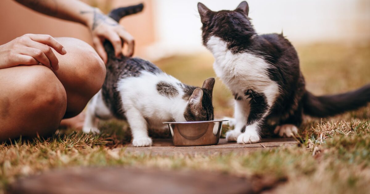 Pet feeder automático: vale a pena comprar? Guia Completo