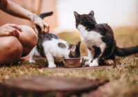 Pet feeder automático: vale a pena comprar? Guia Completo