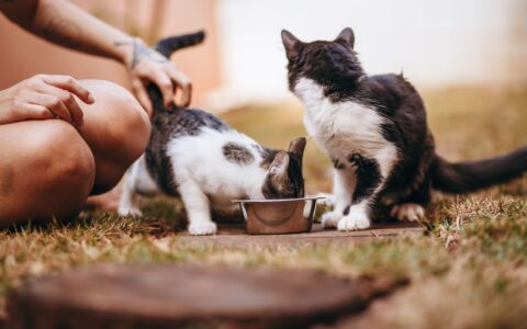 Pet feeder automático: vale a pena comprar? Guia Completo