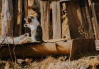 Briga entre gatos da mesma casa: como mediar e resolver